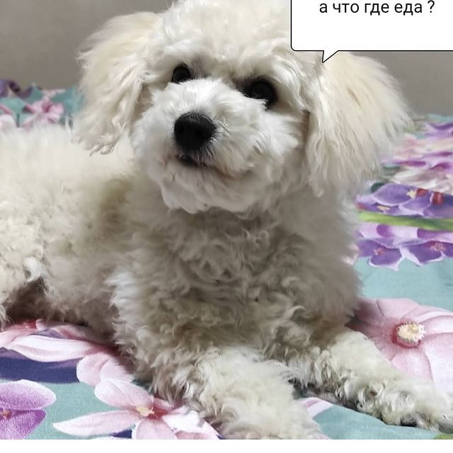 kodosikmoloy в LOOKY. . Надо кушатсь