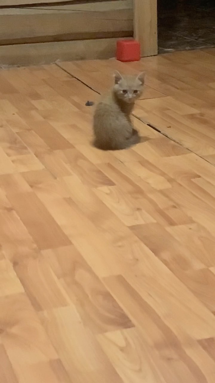 sardaana_ammosova in LOOKY. #cats,#котики,#котикитакиекотики. #cats #котики #котик...
