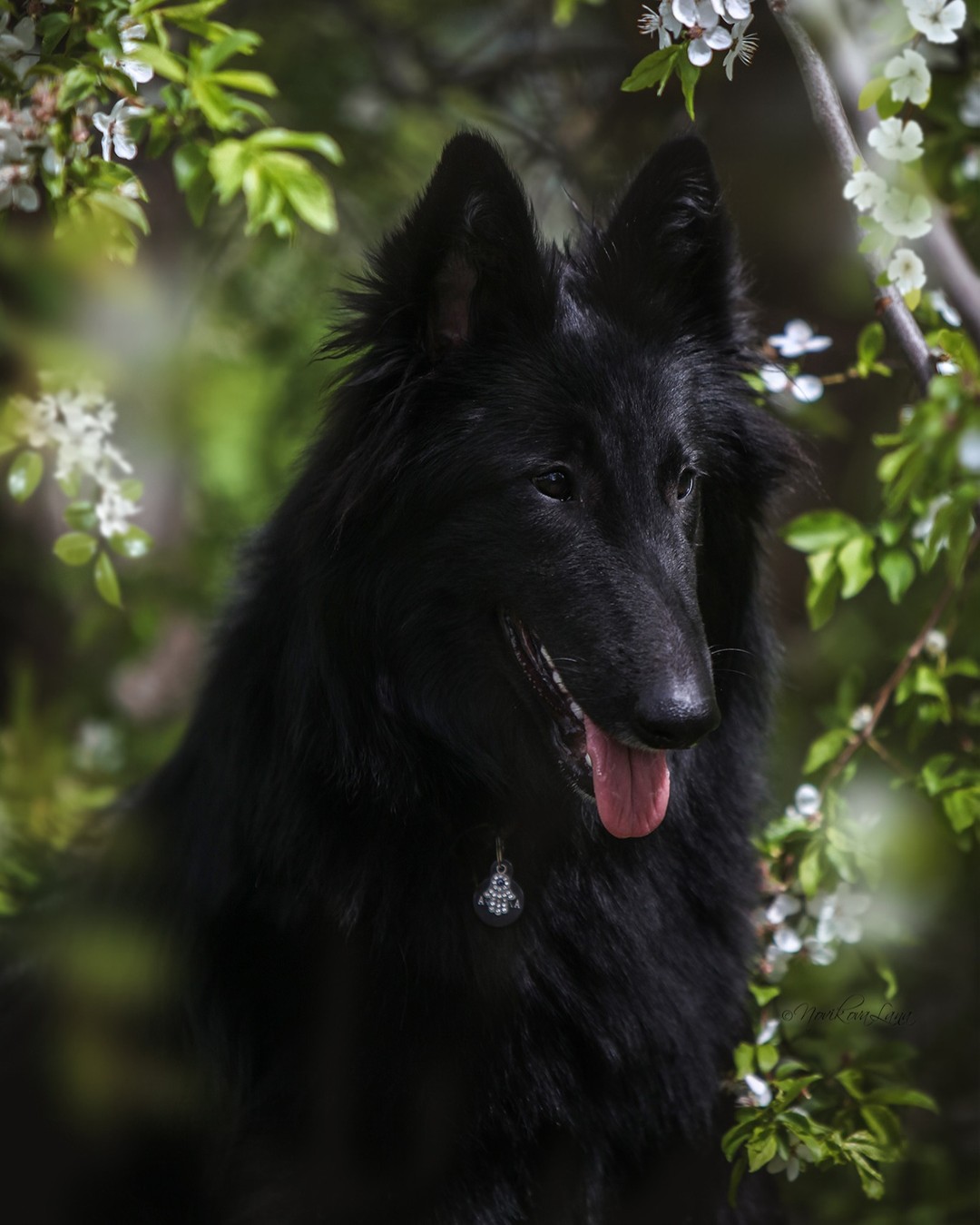 sw_amina в LOOKY. #belgianshepherd,#shepherd,#photography,#gruen,#gsd. Черное золото 😍
#be...