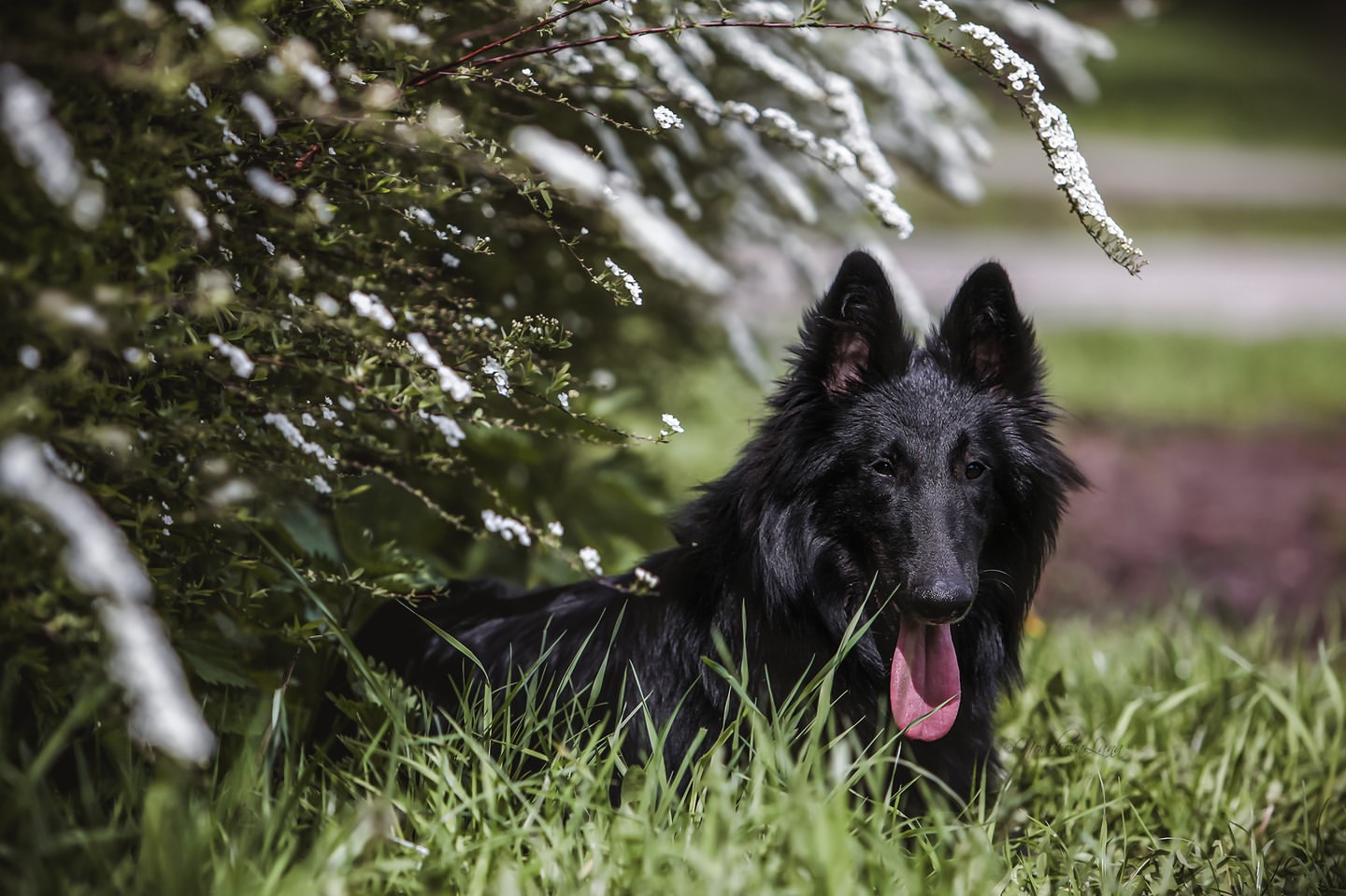 sw_amina в LOOKY. #gsd,#belgianshepherd,#shepherdsofinstagram. Не трать себя на все...