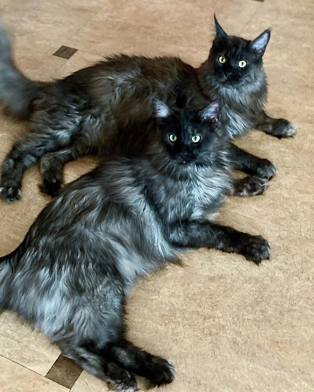 dinn_xt в LOOKY. #черныйкот,#maincoonfuriends,#blackcat,#blackcatsofinstagram,#blackcats,#blackcatsrule,#maine_coon_cats,#mainecoonection,#maine_coon_banda. Привет, дорогие! Как...