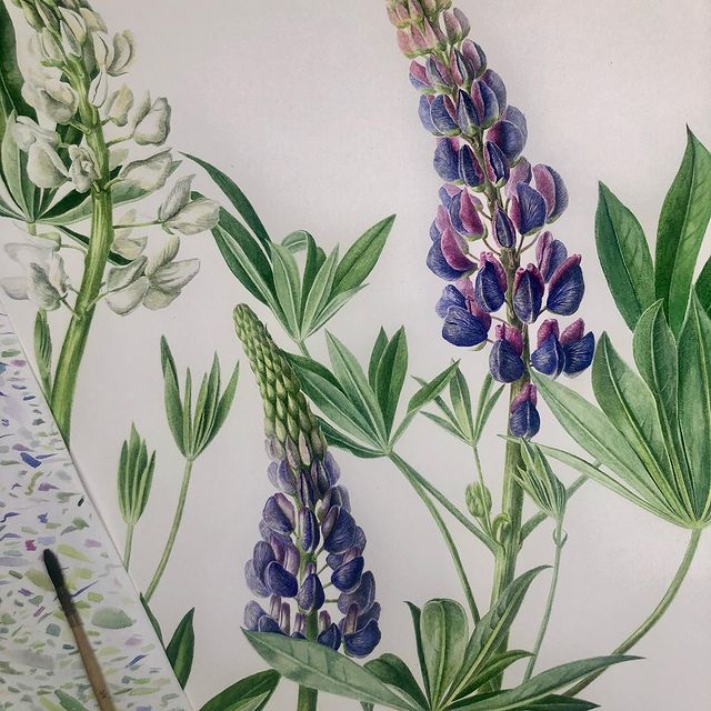 mariayarmish_botanicalart в LOOKY. #ботаника,#ботаническаяживопись,#ботаническаяакварель,#ботаническаяиллюстрация,#ботаническийрисунок,#ботаническийхудожник,#цветыакварелью,#arches,#rus_ba,#botanica,#botanicalart,#botanicalartist,#botanical_art,#botanicalillustration,#botanicaldrawing,#flowerillustration,#russianbotanicalartists,#saba_russia,#saba_artist,#stilllife,#люпин,#рисуноклюпина,#lupinpainting,#lupinillustration,#lupin,#watercolor_flower,#watercolor_best,#watercolorist,#watercolorfloral. Обещанный люпин полн...
