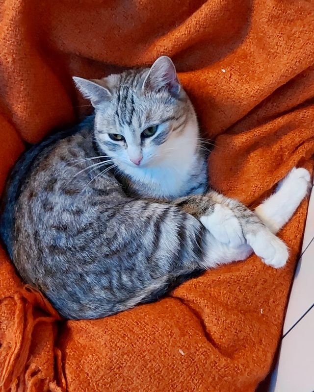 julia_fluffybone в LOOKY. #Сафи💝,#обнимаябатарею. Не ленивая, но энерг...