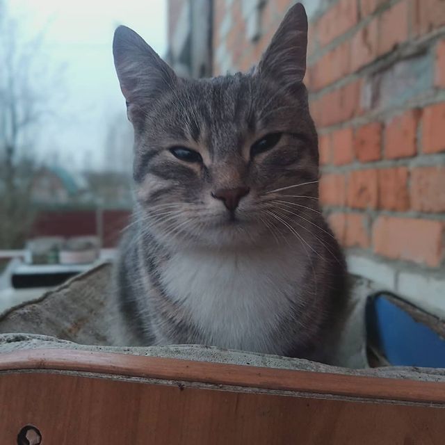 yurich_south в LOOKY. . Дачный котенок по пр...
