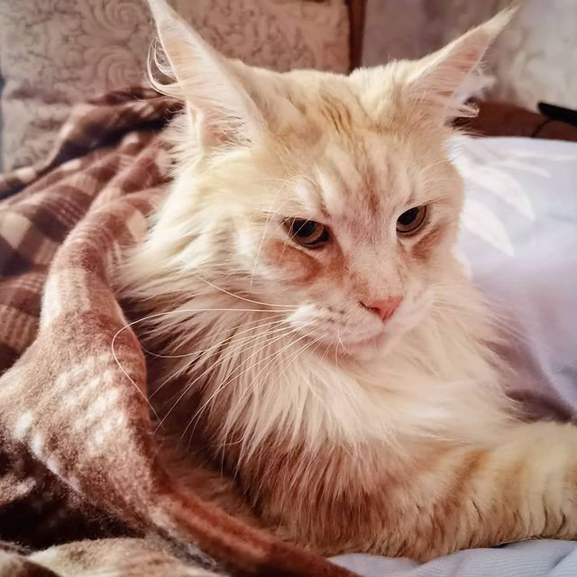 heimdallrcoon в LOOKY. #котхеймдалль,#котисон,#котики,#котикивкроватке,#утроначинаетсяскота,#maincoon,#cat,#mainecoons,#instacat,#mainecooncat. Так и живём, мать на...