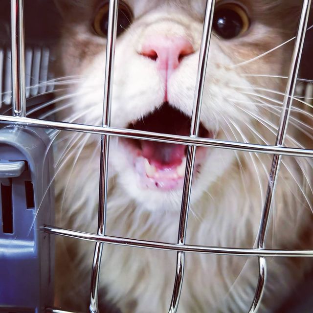 heimdallrcoon в LOOKY. #котхеймдалль,#котики,#котиквклинике,#котизубки,#maincoon,#cat,#mainecoons,#instacat,#mainecooncat. ВСЁ!! Мать забрала м...
