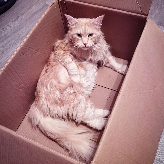 heimdallrcoon в LOOKY. #котхеймдалль,#котики,#котиквкоробочке,#любимыекоробочки,#maincoon,#cat,#mainecoons,#instacat,#mainecooncat. И не надо так смотре...