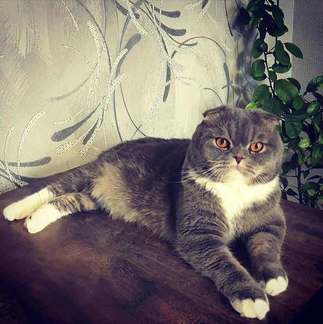 miss_goncharova в LOOKY. . Муркотик❤️#шотландск...