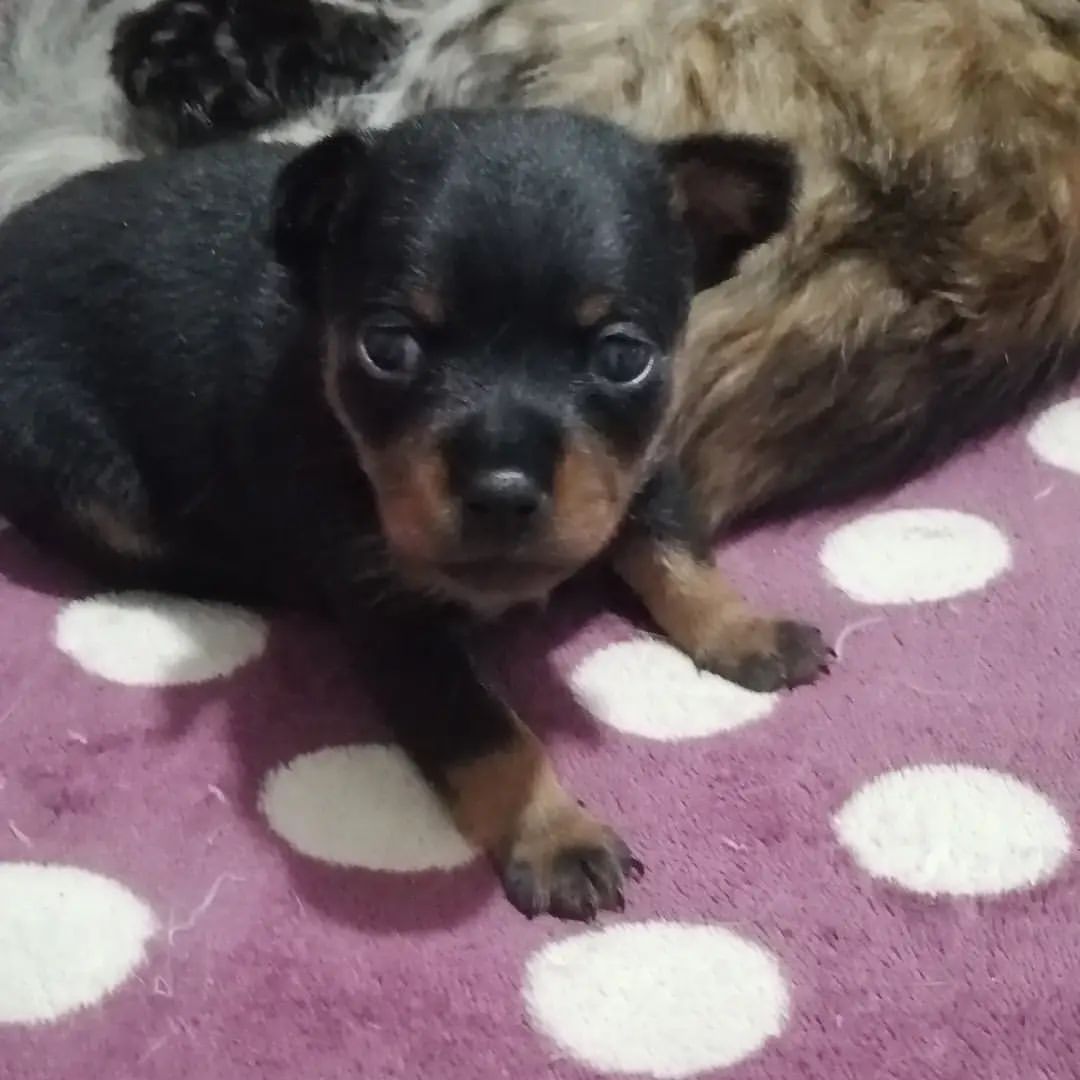 anna0809k в LOOKY. #dogs,#doglovers,#puppy,#dogsofinstagram,#риччи#риччи🐶. #dogs #doglovers #pu...