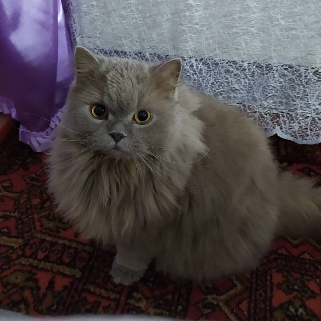 💕знакомьтесь - Mak$✨