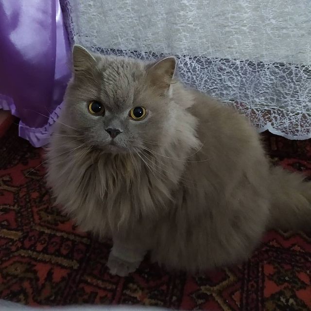_misty_morning_ в LOOKY. . 💕знакомьтесь - Mak$...