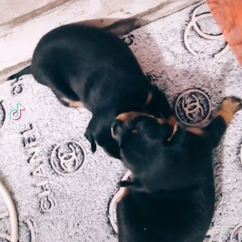 anna0809k в LOOKY. #dogs,#doglovers,#puppy,#dogsofinstagram,#тойтерьер,#тойчики,#тойчикисамыеклассные. #dogs #doglovers #pu...