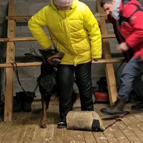 dressirovka_nv in LOOKY. . Берта и Ника. Защита