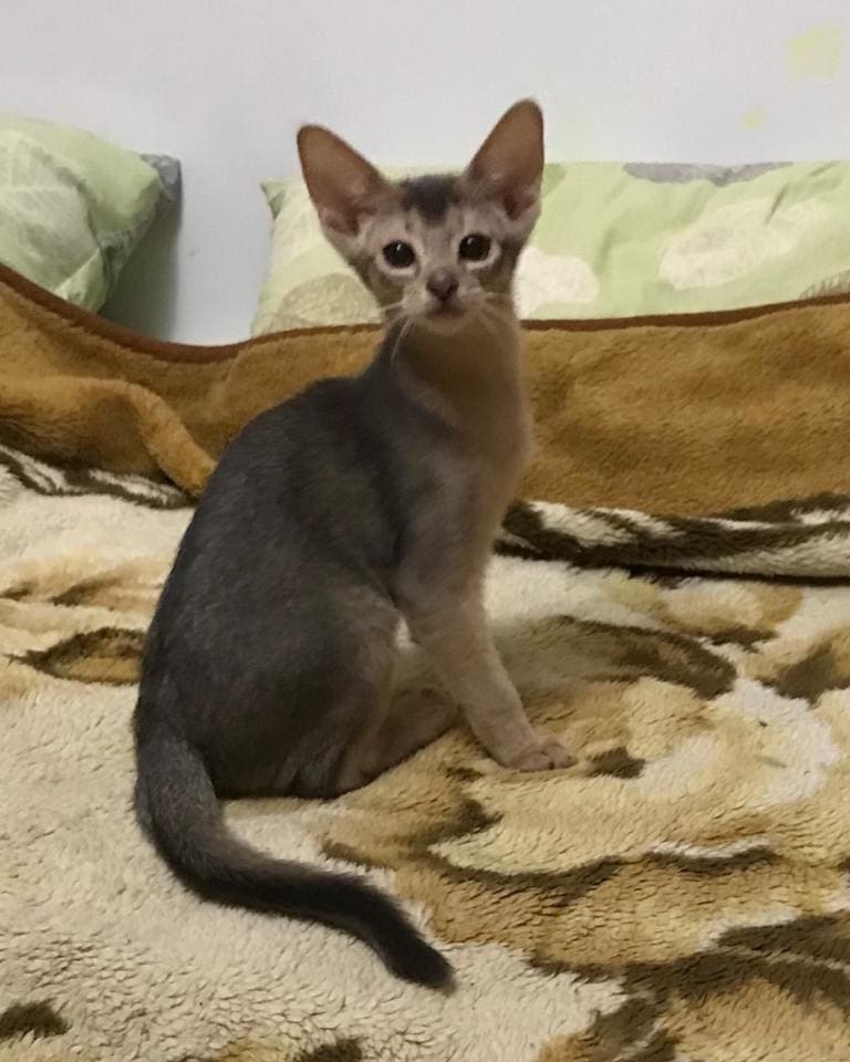 abyssinian_wildaby в LOOKY — фото 2