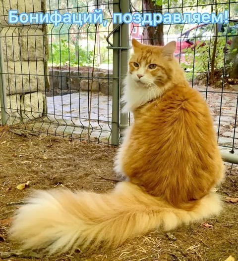 dinn_xt в LOOKY. #mainecoon_banda,#maine_coon_banda,#mainecoon_banda_party,#mainecoon_banda_birthday_bonifacy,#мейнкун,#мейнкунырулят,#мейнкунысамыебольшиекошкивмире,#сднёмрождения. Поздравляем нашего д...