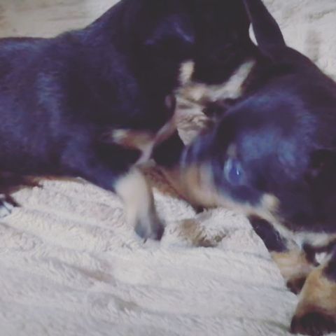 anna0809k в LOOKY. #dogs,#doglovers,#puppy,#dogsofinstagram,#puppylove,#тойтерьер,#той,#тойчик,#тойчикисамыеклассные,#малыши#риччи,#дейзи. #dogs #doglovers #pu...