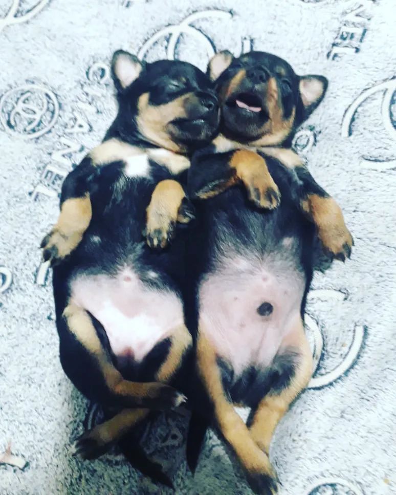 anna0809k в LOOKY. #dogs,#doglovers,#dog,#puppy,#dogsofinstagram,#тойтерьер,#тойчики,#тойчикисамыеклассные,#риччи,#дейзи#сьюзи. #dogs #doglovers #do...