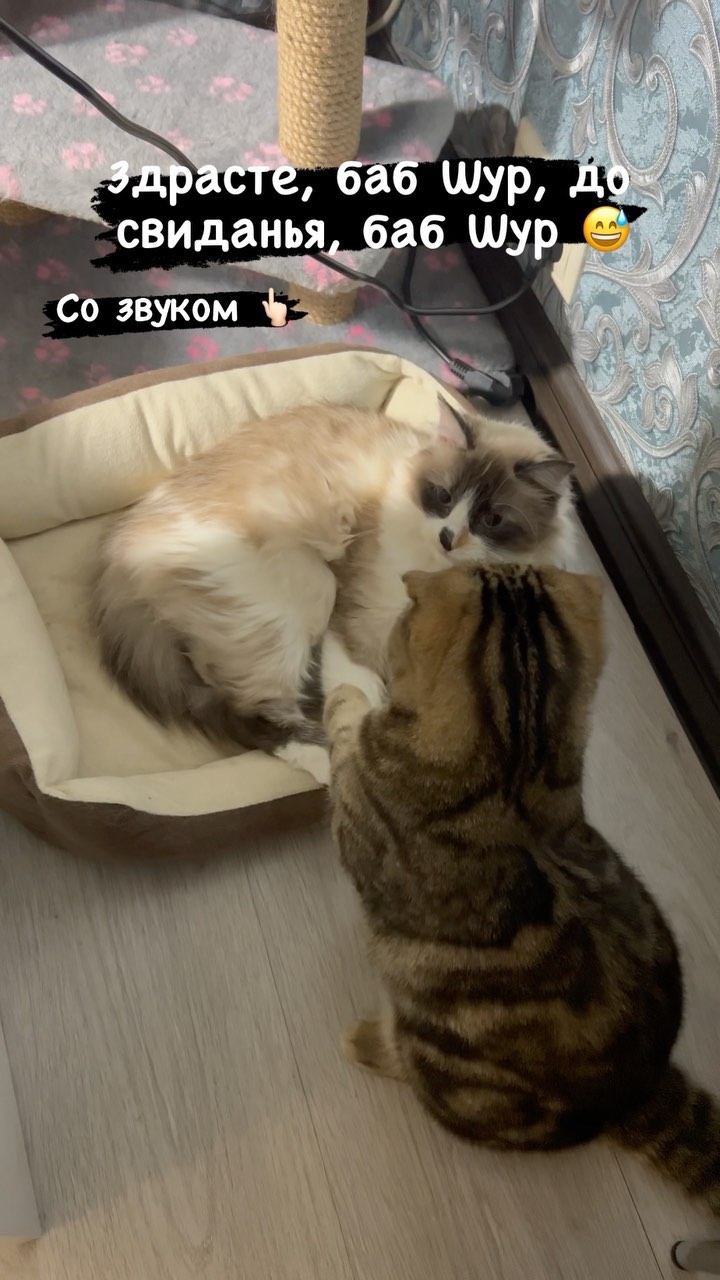 irsgvr в LOOKY. #шотландскийвислоухий,#шотландскийкот,#невскаямаскарадная,#невскаямаскараднаякошка,#котикитакиекотики. Здрасьте баб Шур, до...