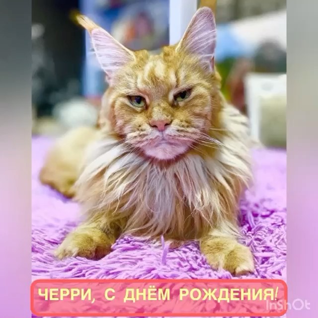 dinn_xt в LOOKY. #mainecoon_banda_birthday_cherri,#mainecoon_banda_party,#mainecoon_banda,#maine_coon_banda. Всем приветики наши ...