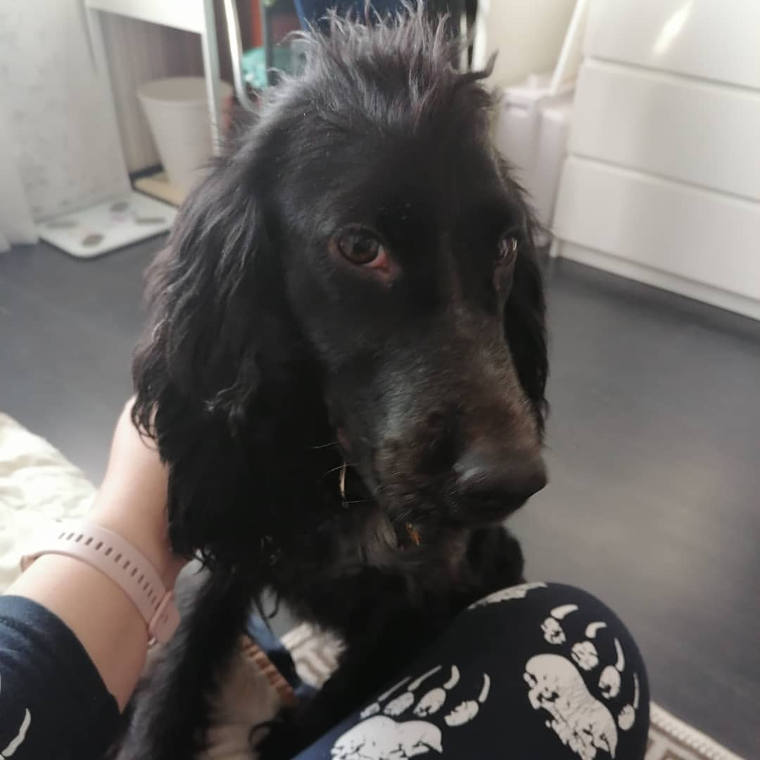 hippomarus в LOOKY — Знакомьтесь, это Мила и она будет жить у нас ❤️ Ей два года 