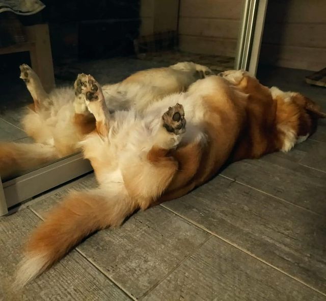 evgena_bogach в LOOKY. #спокойнойночи,#коргиспит,#вельшкоргипемброк,#всемспать,#sleepydog,#sleepycorgi,#squirrel. Сегодня был насыщенн...