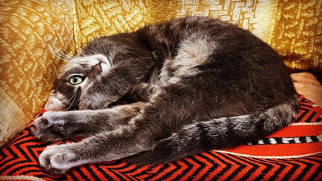 adamovv в LOOKY. #catogram. Проверка зрения. Али...