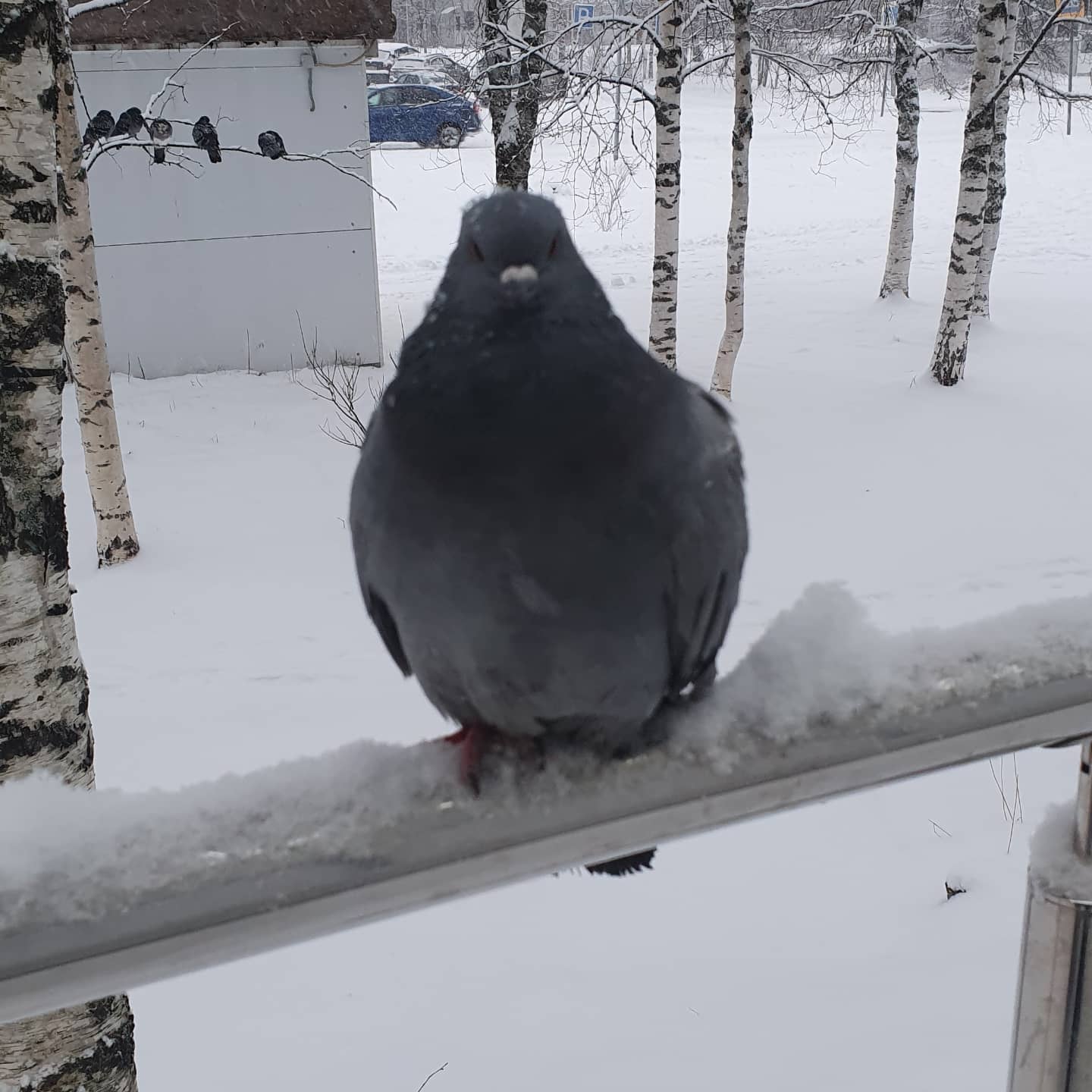 sergeiantonev97 в LOOKY. . Голубиные грозди, зи...