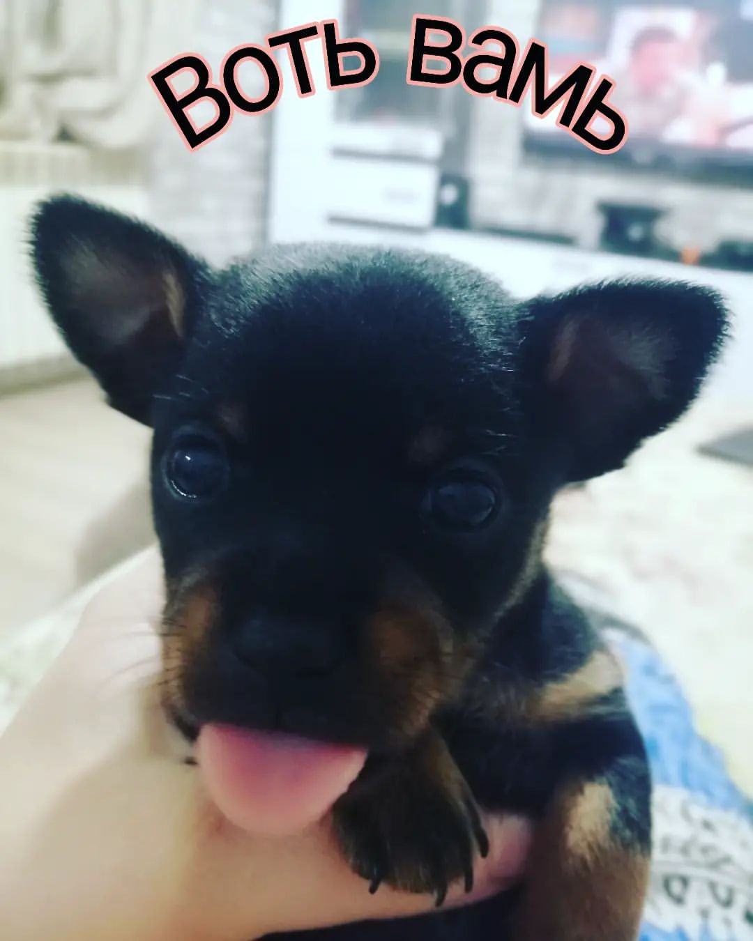 anna0809k в LOOKY. #dog,#doglove,#puppy,#собака,#тойчик,#той,#тойчикисамыеклассные,#риччи🐶. #dog #doglove #puppy...