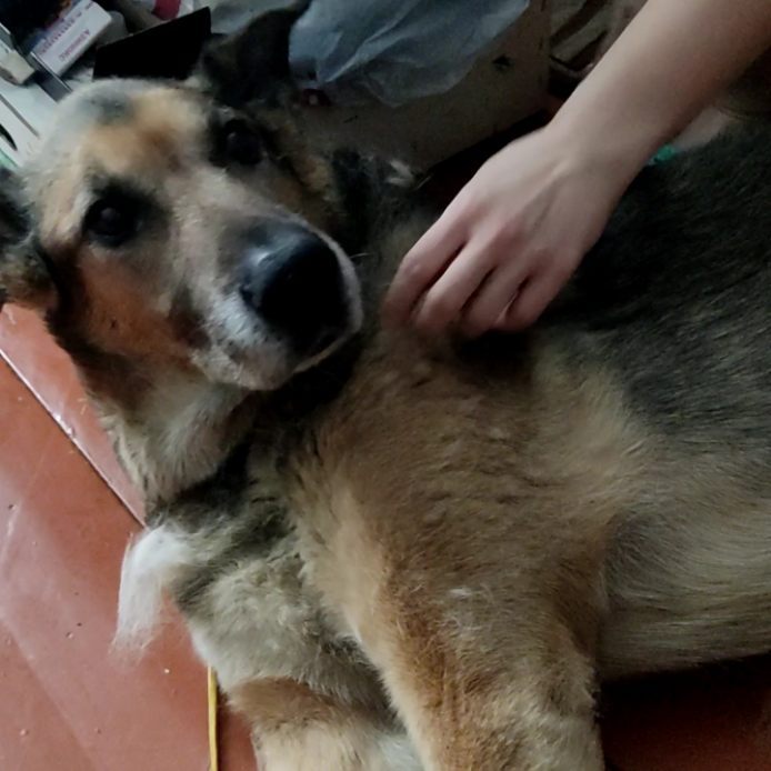 masterskayarmk в LOOKY. . Собакский и шерсть