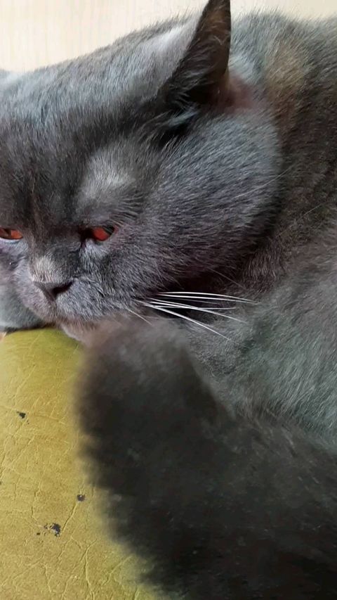 natali_talochka в LOOKY. #Тоша,#котикирулят. Мой любимый #Тоша 
#...