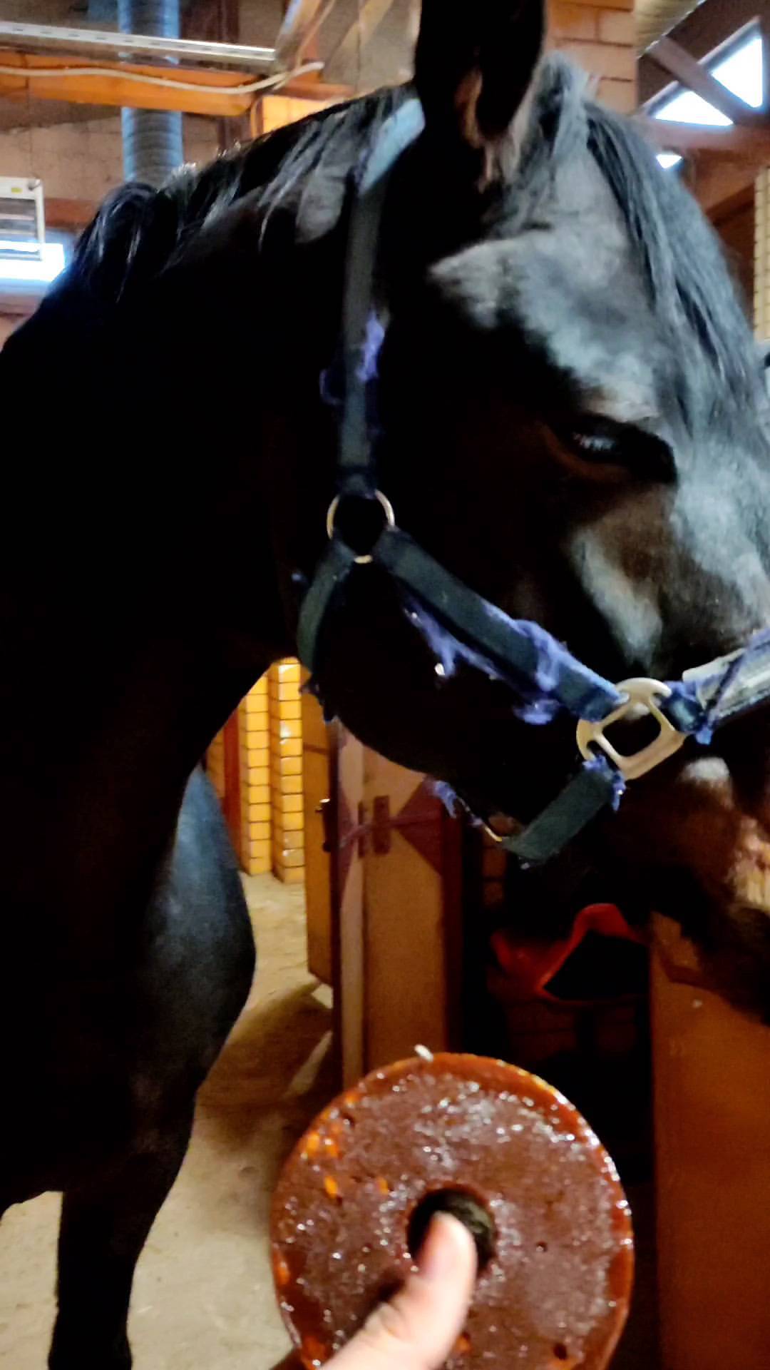 ars_diretore в LOOKY. . 🐴🍭