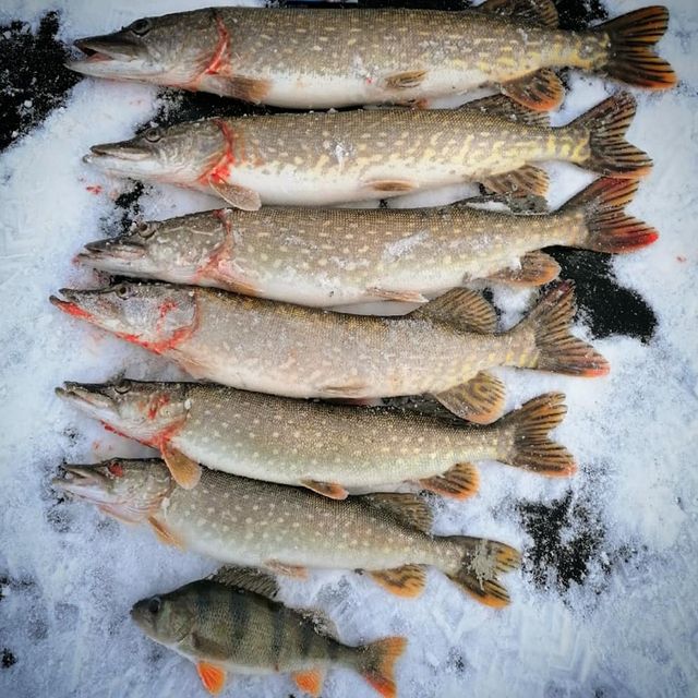 nero_fish в LOOKY. #щука,#трофей,#зимняярыбалка,#жерлицы,#флаги,#fish,#pike,#fishing. Первый лёд, первый у...