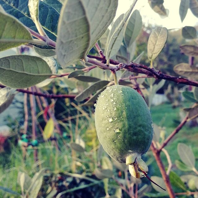 evgena_bogach в LOOKY. #фейхоа,#зимавсочи,#зимасочи,#почтидекабpь,#флорасочи,#морегорысочи. Последняя в этом сез...