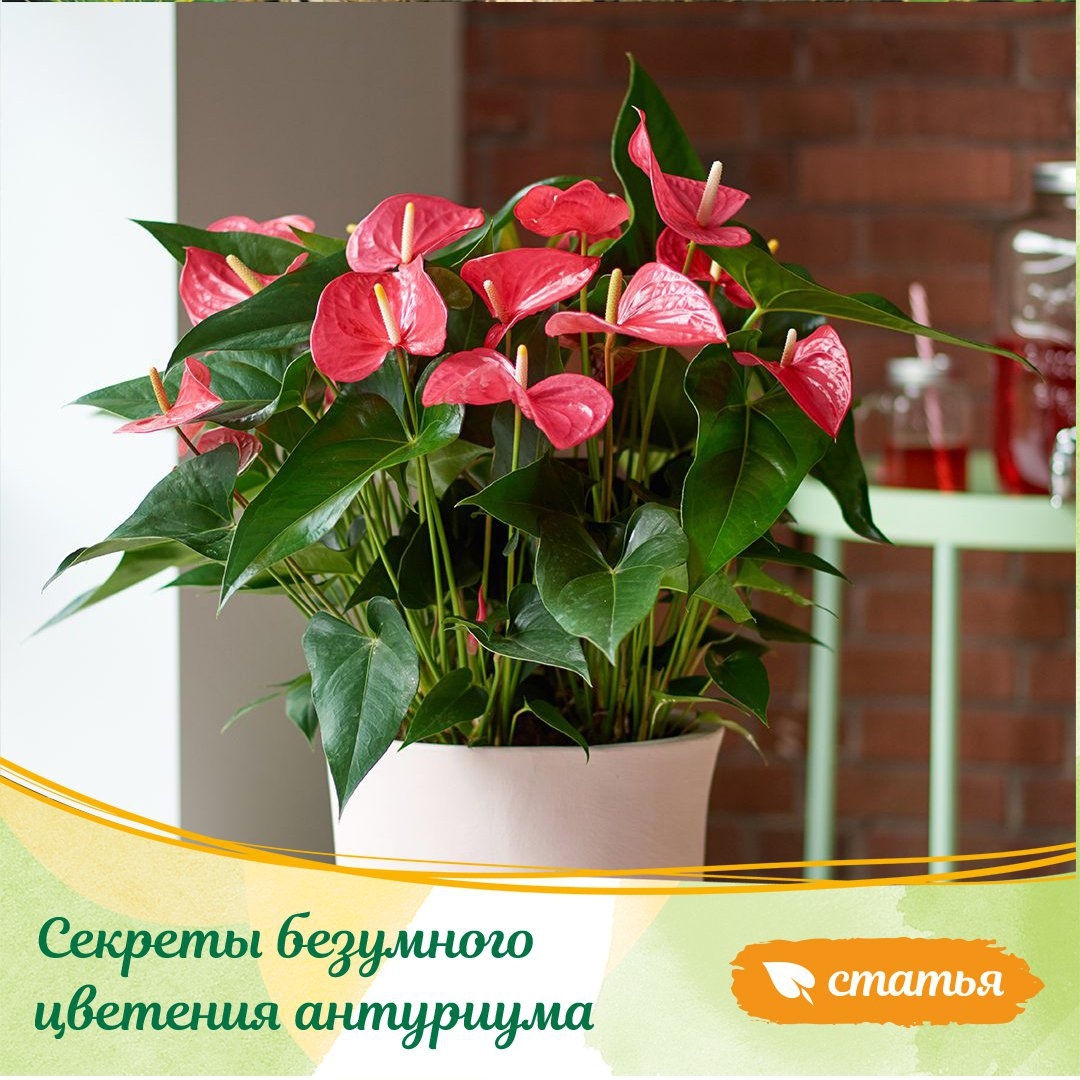 gardenmart24.ru в LOOKY — Секреты безумного цветения антуриума. 🌺
⠀
Антуриум - очаров