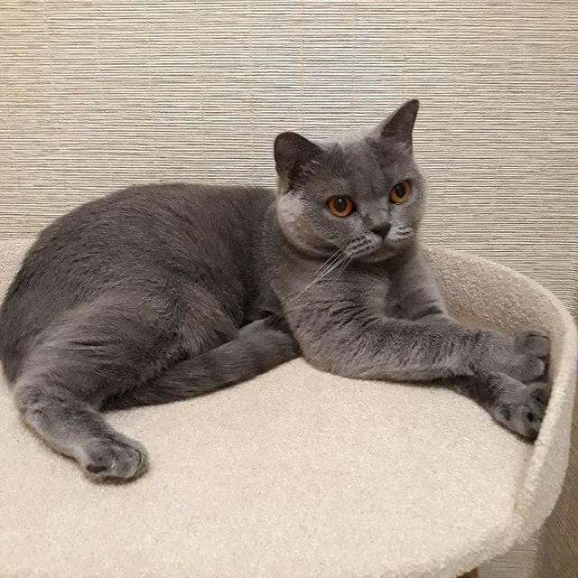 cat_musia_star_and_sima в LOOKY. #кошкамуся,#мусенька,#кошкиндом,#кошечка,#фотокошек,#котомания,#синицы,#кормушкадляптиц,#милыекотики,#любимаякошка,#пушистик,#лайки,#безкотаижизньнета,#котикитакиекотики,#котомир,#котоблогер,#инстакошка,#catsphoto,#catmusya,#catlife,#catsuit,#instacat,#scottishstraight,#fluffy,#lovefriends,#lovecats,#catinsta. Привет, мои любимые ...