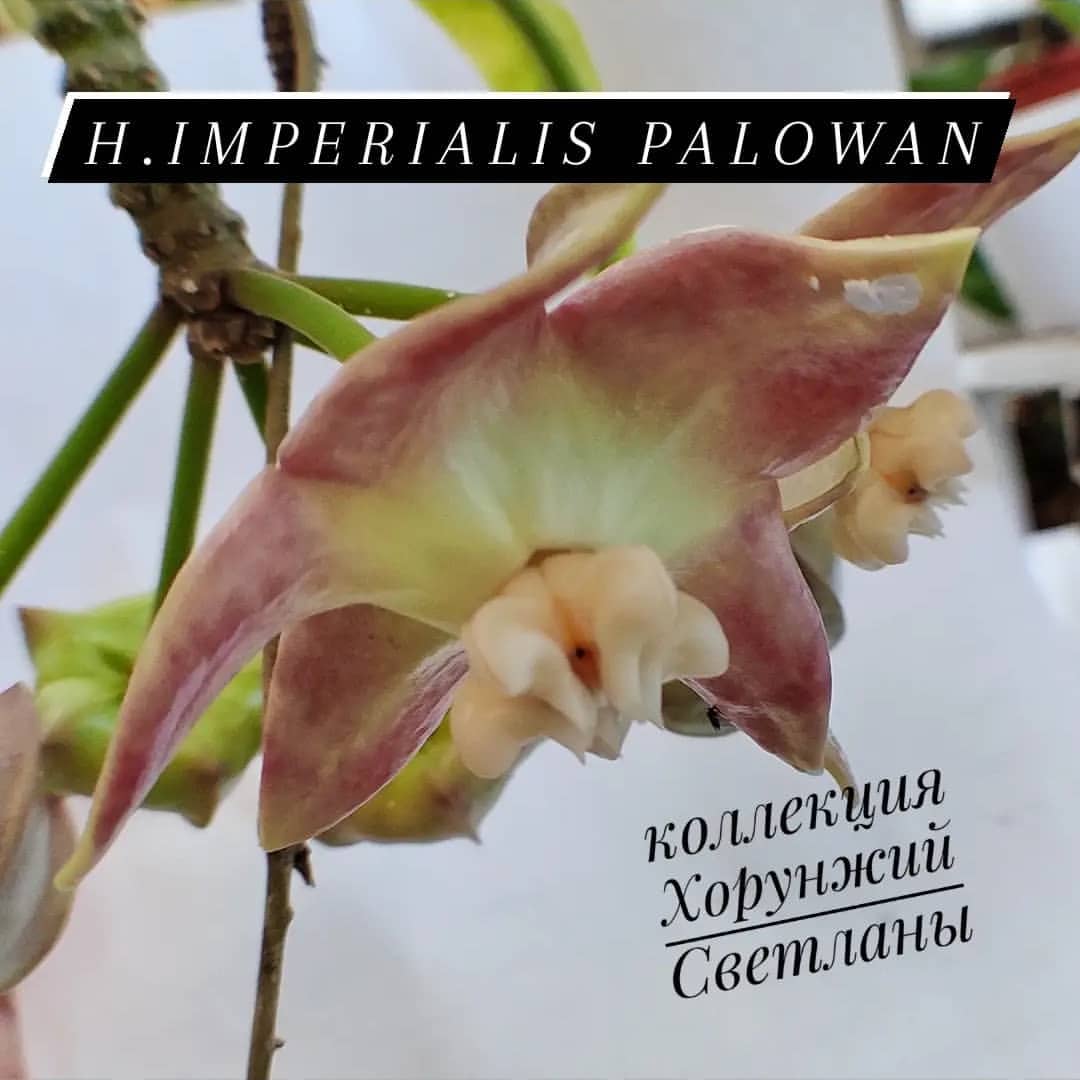 fialka.su в LOOKY — Хойя lmperialis Palowan. #фиалкиюгароссии #хойя #лианы #комн