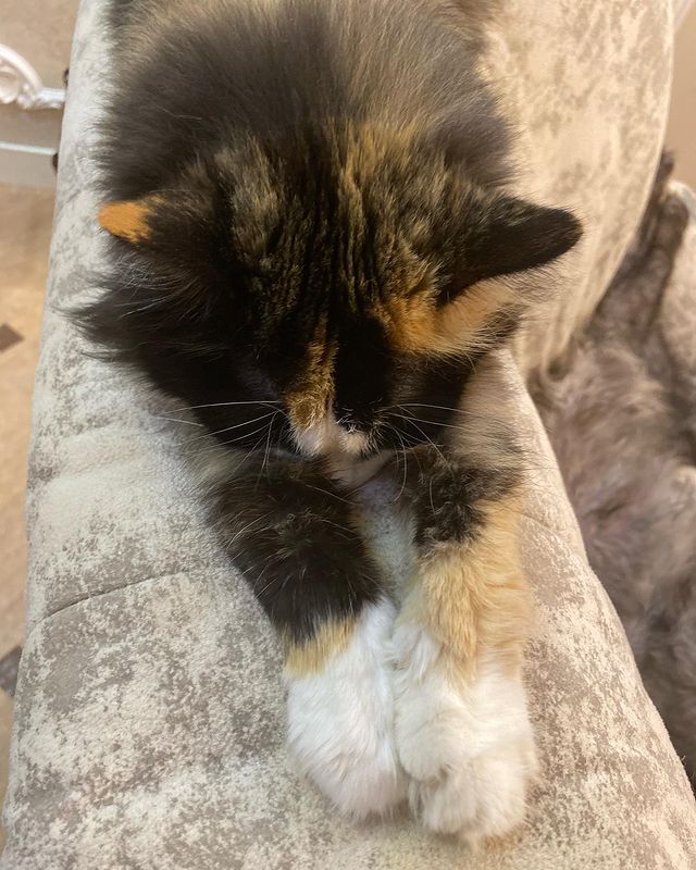 dinn_xt в LOOKY. #лапки,#insta,#maine_coon_banda. Привет, дорогие! Уви...