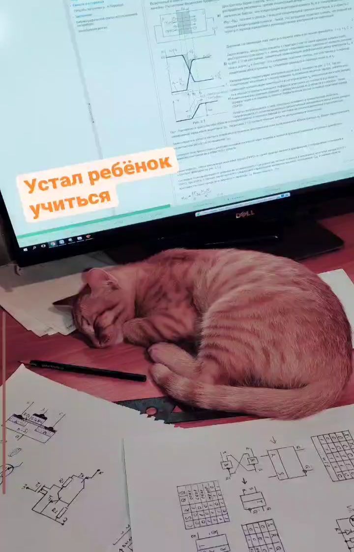 nataliya.lebedeva в LOOKY. #безкотаижизньнета,#котикиправятмиром,#котикитакиекотики,#котаны,#котэ,#котикиобормотики,#cat,#animals. Устал ребенок учитьс...