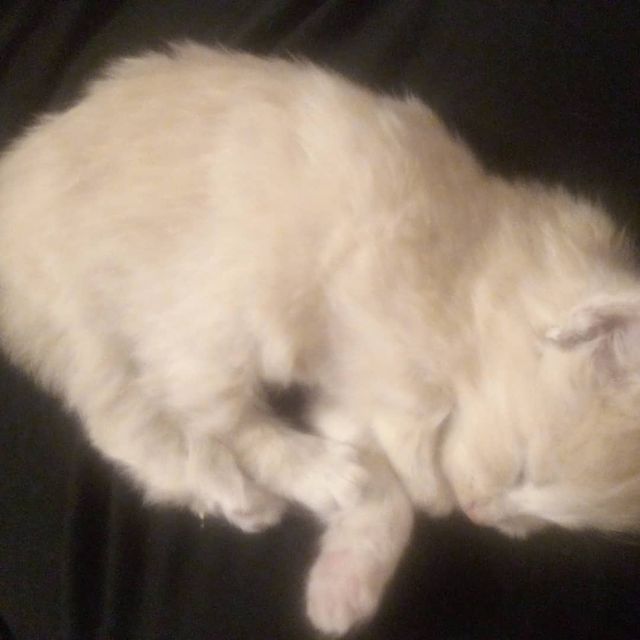 imiki666 в LOOKY. . Муся. Нам уже полтор...