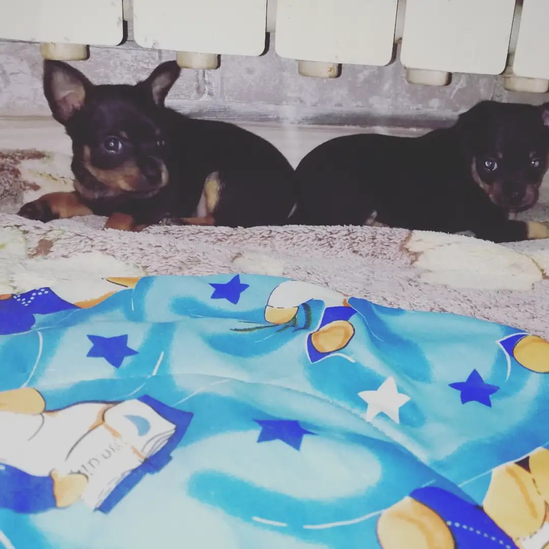 anna0809k в LOOKY. #dogs,#doglovers,#puppy,#dogsofinstagram,#puppylove,#dog,#тойтерьер,#той,#тойчик,#тойчикисамыеклассные,#малыши,#риччи,#дейзи. #dogs #doglovers #pu...