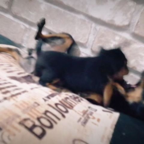 anna0809k в LOOKY. #dogs,#doglovers,#puppy,#dogsofinstagram,#puppylove,#dog,#instadog,#тойтерьер,#той,#тойчик,#тойчикисамыеклассные. #dogs #doglovers #pu...