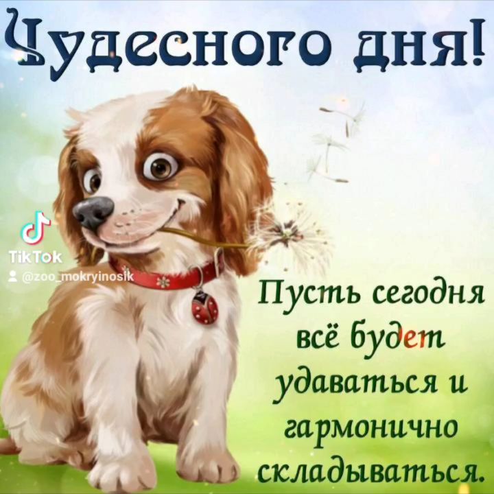 mokryinosik в LOOKY. . Желаем всех отличных...