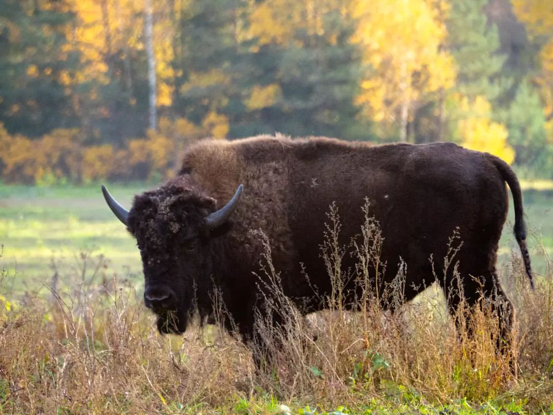 nature#naturelife#naturephotography#wild#wildlifestyle#wildphotography#callofthewild#animals#bison#europian_bison#europianbison#природа#дикаяжизнь#зовприроды#фотографииприроды#животные#зубр