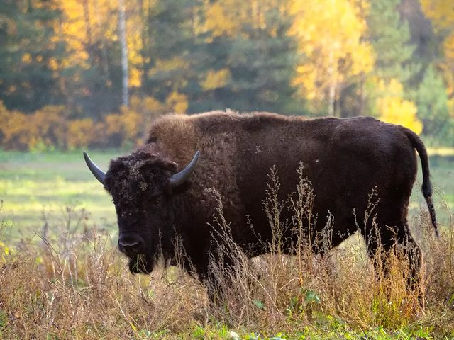 the.tail.wind в LOOKY. . nature#naturelife#na...