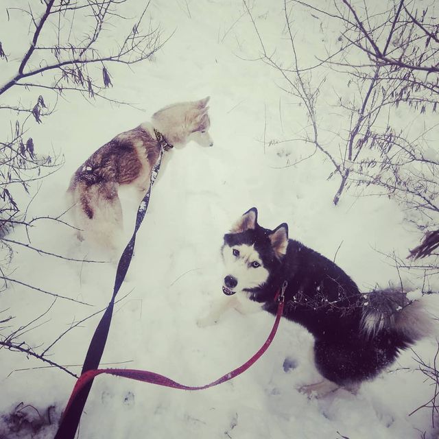 konstantin_husky_official в LOOKY. #husky#Winter#Snow#Happiness#Christmasiscoming#christmas. Пришла зима❄️
#husky...