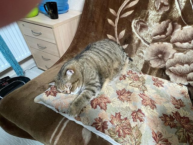 rusindorf в LOOKY. #Svinota,#шотландская. #Svinota #шотландска...