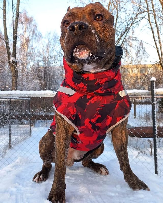 amstaff.beyli в LOOKY. #стаффордширскийтерьер,#бэйли,#зима. #стаффордширскийтерь...
