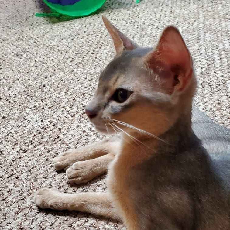 abyssinian_wildaby в LOOKY — фото 3