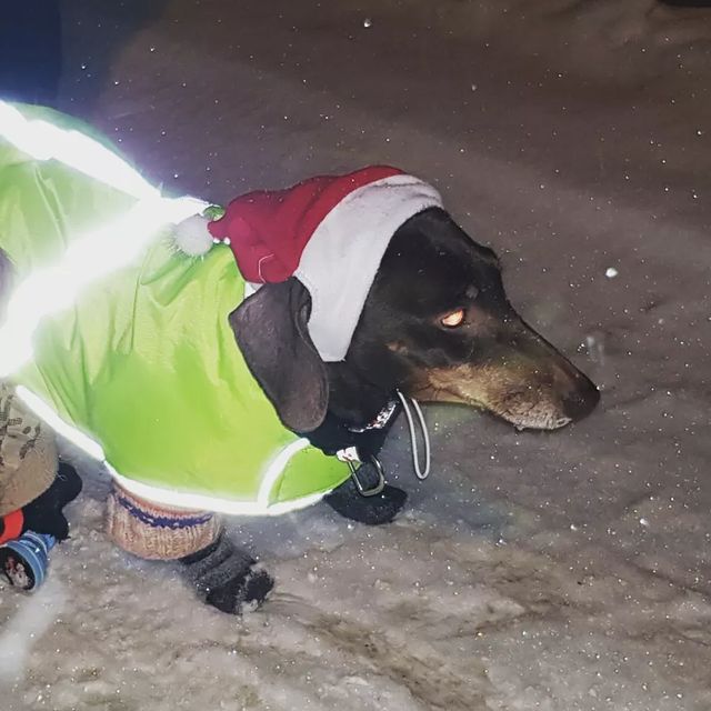 nata8179 в LOOKY. #утеплились#зима#🐶#одна_собака_хорошо_а_две_еще_лучше#🐶🐶. #утеплились#зима#🐶#...