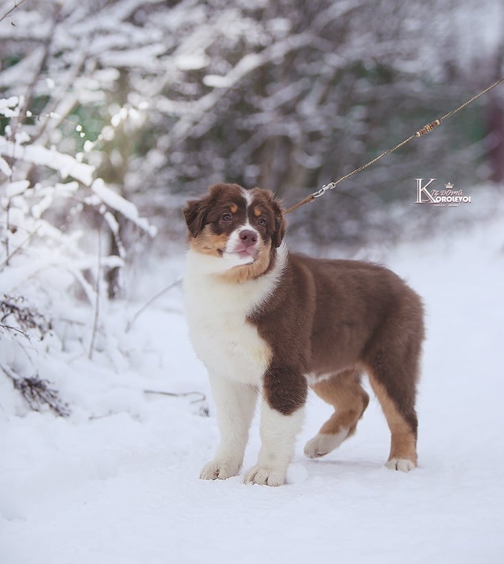 iz_doma_korolevoi_kennel в LOOKY — фото 3